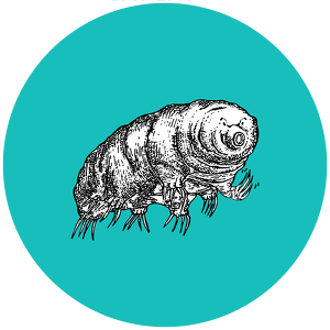 Happy Tardigrade